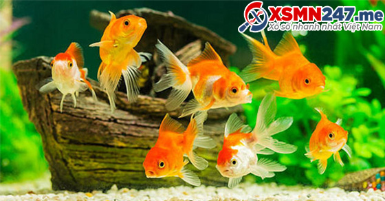  Mơ thấy con cá có ý nghĩa tốt hay xấu?