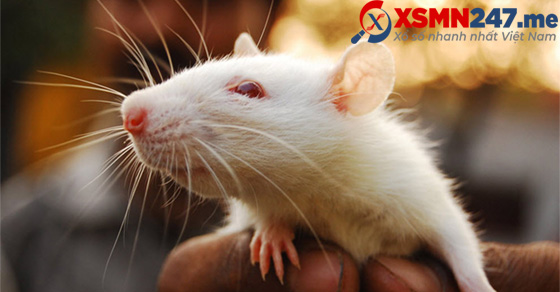  Mơ thấy chuột bạch là điềm báo tốt hay xấu?