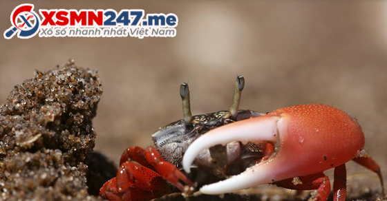 Ngủ mơ thấy con cua đánh đề con gì?