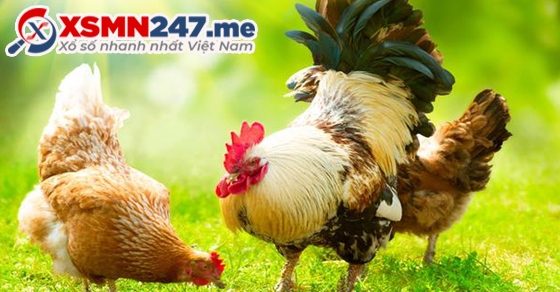  Giải mã giấc mơ thấy con gà