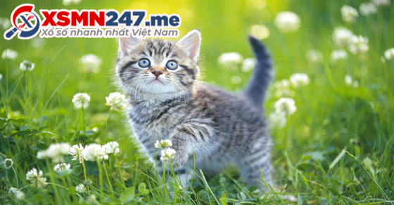  Thông điệp của giấc mơ thấy con mèo