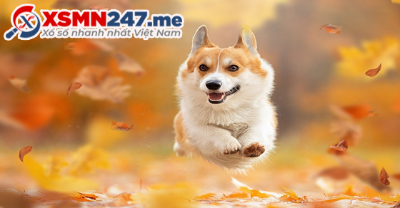  Ý nghĩa giấc mơ thấy con chó vàng